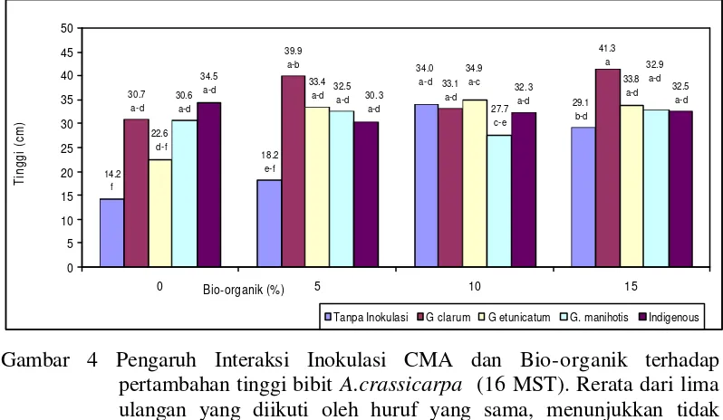Gambar 4 Pengaruh Interaksi Inokulasi CMA dan Bio-organik terhadap pertambahan tinggi bibit A.crassicarpa  (16 MST)