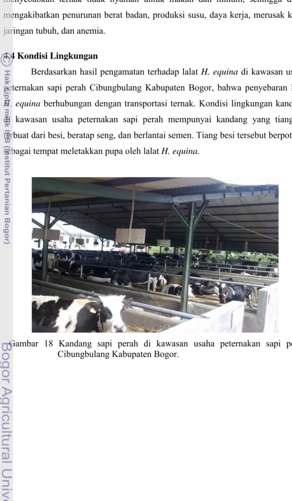 Gambar 18 Kandang sapi perah di kawasan usaha  peternakan  sapi  perah      Cibungbulang Kabupaten Bogor