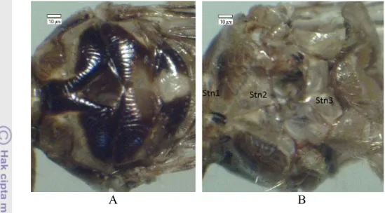 Gambar 8 Toraks H. equina pandangan dorsal (A), ventral (B). prosternum  (Stn1), mesosternum (Stn2), metasternum (Stn3)