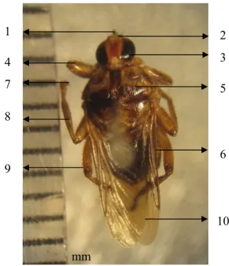 Gambar 4 Lalat H. equina. probosis (1), palpi (2), mata majemuk (3), kaki depan  (4), toraks (5), abdomen (6), kuku (7), kaki tengah (8), kaki belakang  (9), sayap (10)