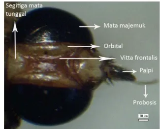 Gambar 7 Probosis H. equina pandangan dorsal (A), ventral (B)     . 