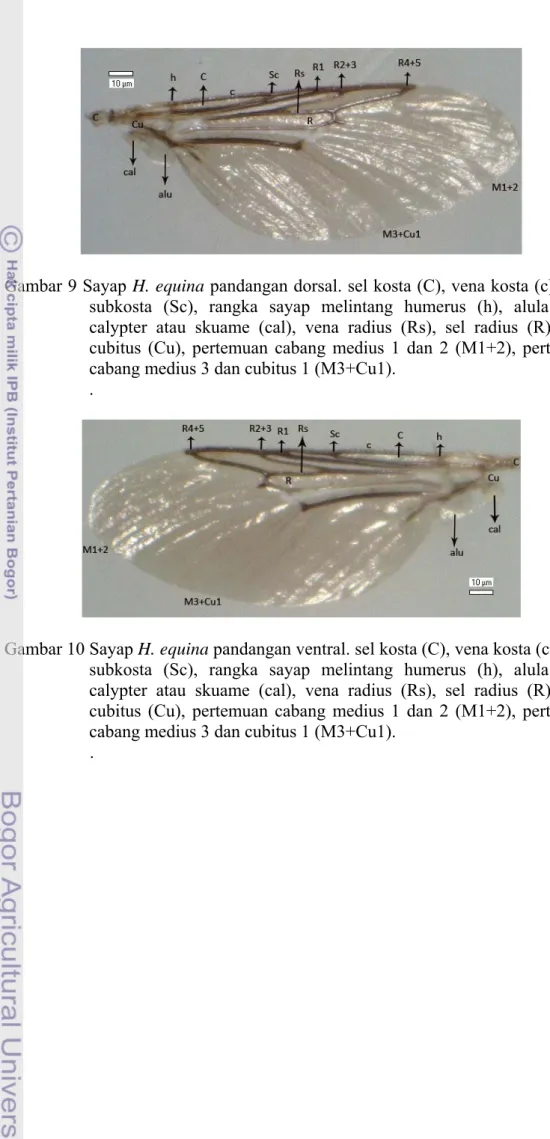 Gambar 10 Sayap H. equina pandangan ventral. sel kosta (C), vena kosta (c), vena  subkosta (Sc), rangka sayap melintang humerus (h), alula (alu),  calypter atau skuame (cal), vena radius (Rs), sel radius (R), vena  cubitus (Cu), pertemuan cabang medius 1 d