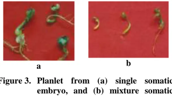 Figure 3.  Planlet  from  (a)  single  somatic  embryo,  and  (b)  mixture  somatic  embryo 