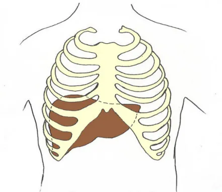 Gambar 2.1. Anatomi Permukaan Hepar 