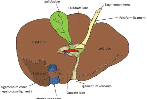 Gambar 2.2 Permukaan Visceral Hepar