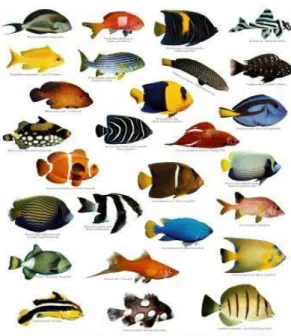 Gambar 91. Keanekaragaman jenis ikan hias air asin  (sumber: http://aquariumprosmn.com/) 