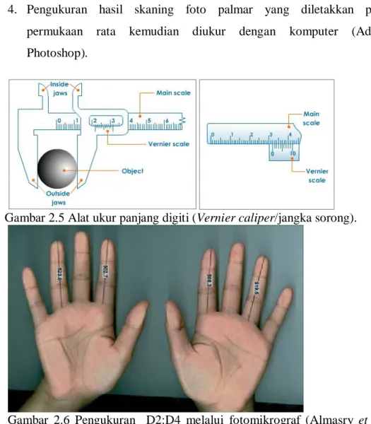 Gambar 2.6 Pengukuran  D2:D4 melalui fotomikrograf (Almasry et al.,  2011). 