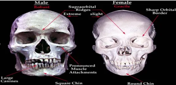 Gambar 2.2 Perbedaan tulang tengkorak antara  laki-laki dan perempuan. 
