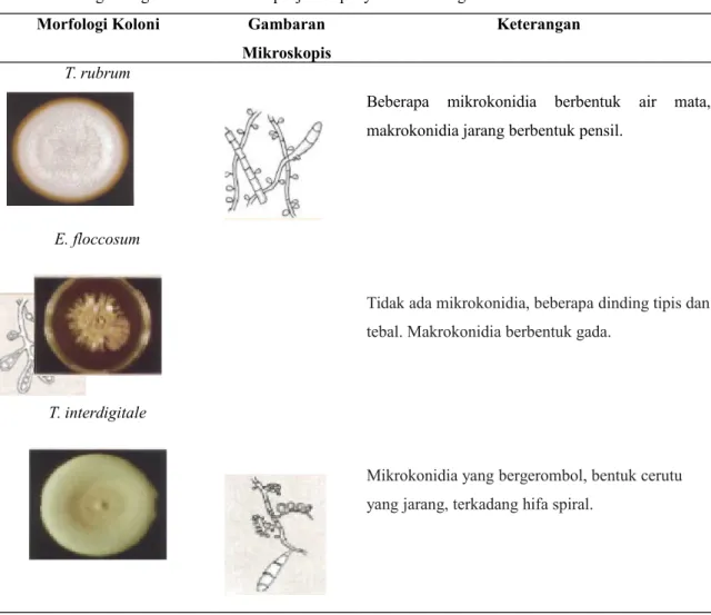 Tabel 1. Morfologi dan gambaran mikroskopis jamur penyebab tersering tinea kruris  2