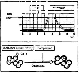 Gambar 5. C.’ReectiveProteln (OAF’)