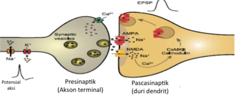 Gambar 1. Skema Sinaps Eksitasi  5