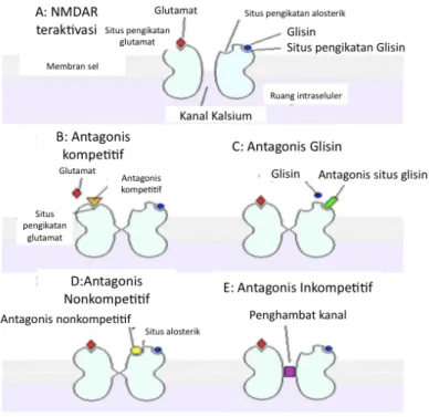 Gambar 2. Reseptor NMDA 6