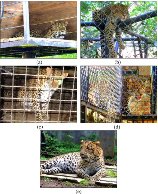 Gambar 1   Individu macan tutul di Taman Satwa Cikembulan: (a) Jagur; (b)  Ompong; (c) Mayang dan Bulan; (d) Sikuning; dan (e) Ibel 
