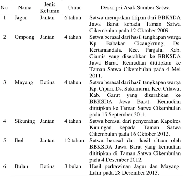 Tabel 3  Deskripsi macan tutul jawa di Taman Satwa Cikembulan  No.  Nama  Jenis 