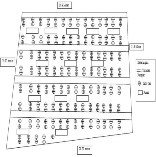 Gambar 5. Denah pengamatan rorak pada tanaman belum menghasilkan. 