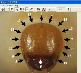 Gambar 2  Digitasi pengukuran lebar, panjang, dan keliling kapsul kepala larva  N. eichhorniae dengan program Tpsdig