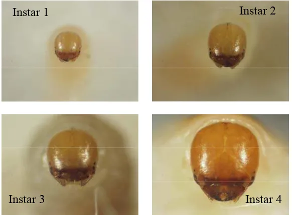 Gambar 9  Perkembangan kapsul kepala larva N. eichhorniae instar 1, 2, 3, dan 4 (pembesaran 11x)