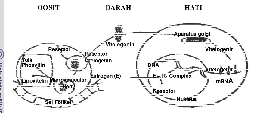 Gambar 1.  Sistem umpan balik antara oosit dan hati dalam proses vitelogenesis   