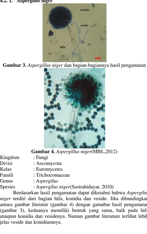 Gambar 4. Aspergillus niger(MBL,2012)  Kingdom  : Fungi 