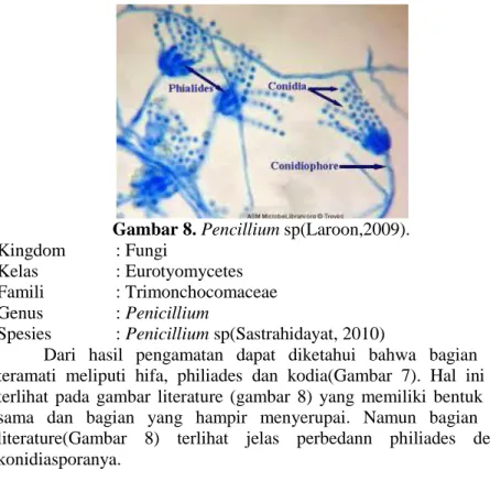 Gambar 8. Pencillium sp(Laroon,2009). 