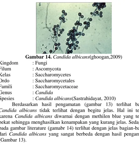 Gambar 14. Candida albicans(ghoogan,2009)  Kingdom  : Fungi  Filum    : Ascomycota  Kelas    : Saccharomycetes  Ordo  : Saccharomycetales  Famili    : Saccharomycetaceae  Genus    : Candida 