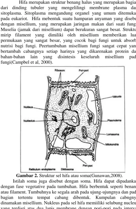 Gambar 2. Struktur sel hifa atau soma(Gunawan,2008). 