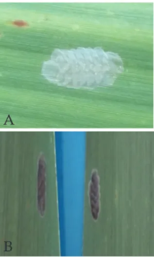 Gambar 1. Telur serangga penggerek batang yang  baru diletakkan (a) dan menjelang menetas (b).