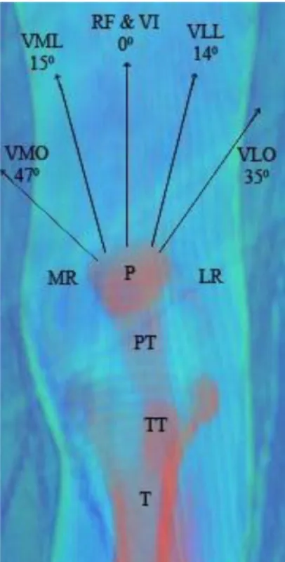 Gambar 2.2 Diagram Kekuatan Vector Quadricep – Patellar   Sumber : Waryaszet &amp; Macdermott 2008 
