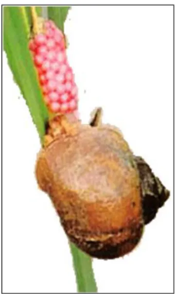 Gambar 1. Keong Mas (Pomacea canaliculata Lamarck)