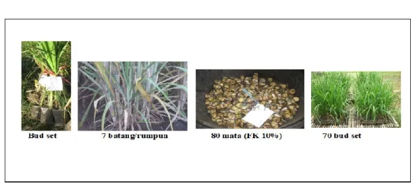 Gambar 2.  Mulitiplikasi Benih Metode Singgle Bud Planting 