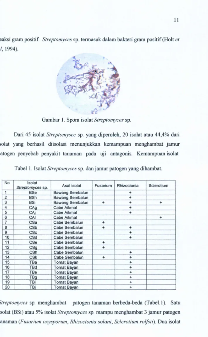 Tabel  1.  Isolat  Streptomyces sp.  danjamur  patogen yang dihambat. 