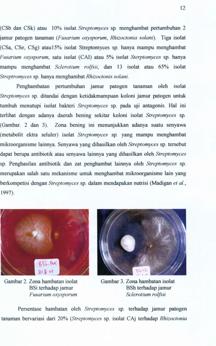 Gambar 3.  Zona hambatan isolat  BSh terhadap jamur  Sclerotium  rolfsii Gambar 2.  Zona hambatan isolat 