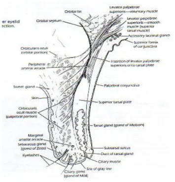 Gambar 1.1. Anatomi Palpebra