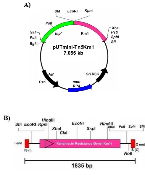 Gambar 1 (A) Peta plasmid pUTmini-Tn5Km1 (7.055 bp).  (B) Transposon mini-Tn5Km1.  