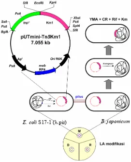 Gambar 2 Mutagenesis dengan transposon dari sel E. coli S17-1 (λ pir) (pUTmini-Tn5Km1) ke sel B