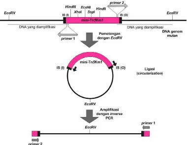 Gambar 3 Strategi amplifikasi DNA genom pengapit transposon dengan inverse PCR (Wahyudi et al