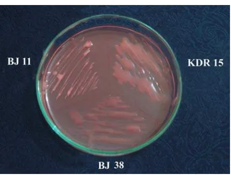 Gambar 4 Penampilan pertumbuhan B. japonicum toleran asam-Al galur BJ11, KDR15, dan BJ38 pada media YMA + CR 0.0025% + rifampisin 50 µg/ml setelah inkubasi selama 8 hari pada suhu ruang