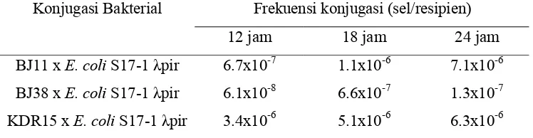 Tabel 2  Frekuensi konjugasi pUTmini-Tn5Km1 dari E. coli S17-1 (λ pir) ke B. japonicum pada tiga waktu inkubasi mating yang berbeda  