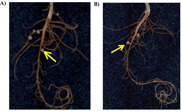Gambar 5 A) Bintil akar tanaman siratro yang terbentuk inokulasi dengan B. japonicum KDR15 (WT), dengan  B) Bintil akar tanaman siratro yang terbentuk hasil inokulasi dengan mutan AAS15.2 (ditunjukkan dengan anak panah)