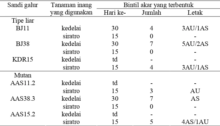 Tabel 3  Hasil uji pembentukan bintil akar pada tanaman siratro (Macroptilium atropupureum) dan kedelai (Glycine max)  