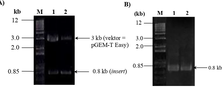 Gambar 6 A) Elektroforesis gel agarosa DNA genom pengapit transposon yang berhasil diamplifikasi dengan inverse PCR dari genom mutan B