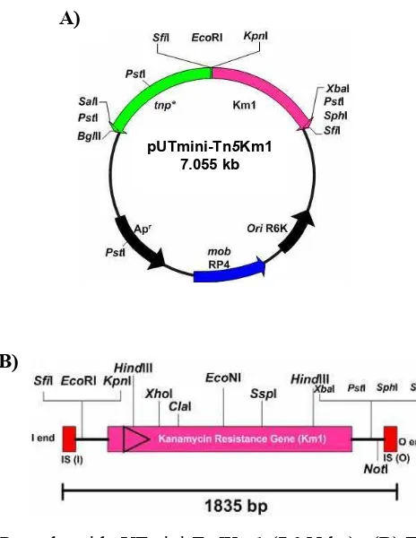 Gambar 1 (A) Peta plasmid pUTmini-Tn5Km1 (7.055 bp).  (B) Transposon mini-Tn5Km1.  