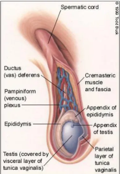 Gambar 2.2. Anatomi Normal Testis  