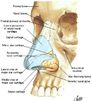 Gambar 1. Anatomi hidung bagian luar tampak anterolateral dan inferior 9 Bagian   hidung   dalam   terdiri   atas   struktur   yang   membentang   dari os.internum di sebelah anterior hingga koana di posterior, yang memisahkan rongga   hidung   dari   naso
