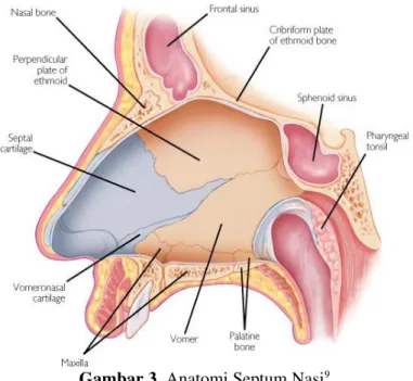 Gambar 3. Anatomi Septum Nasi 9