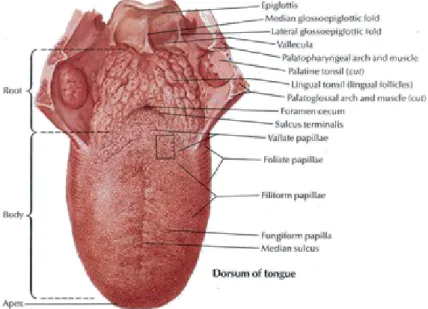 Gambar 1: Anatomi Lidah