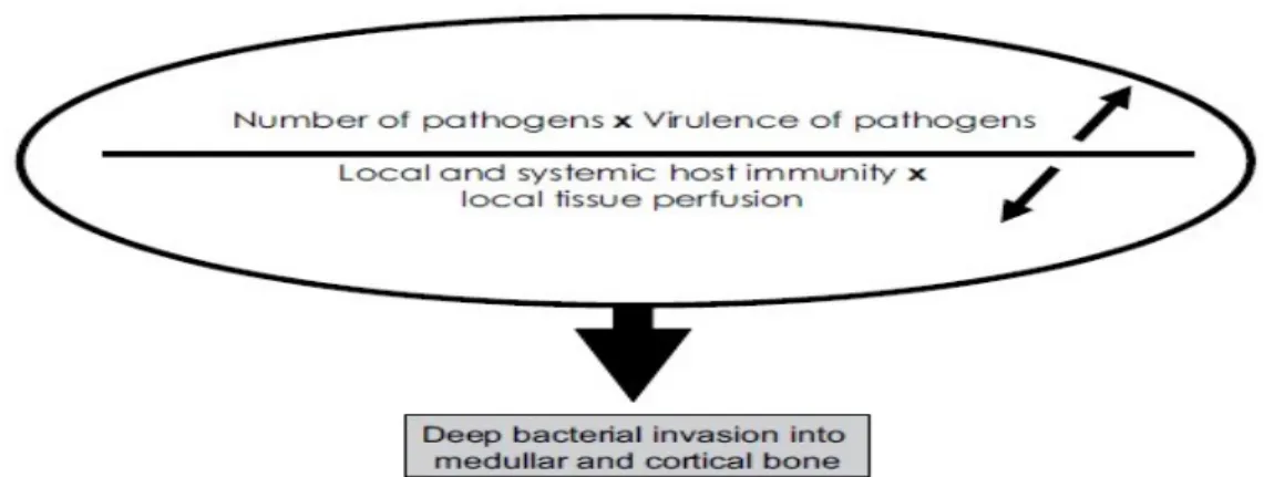 Gambar 9. Ilustrasi patogenesis osteomyelitis akut dan kronis.