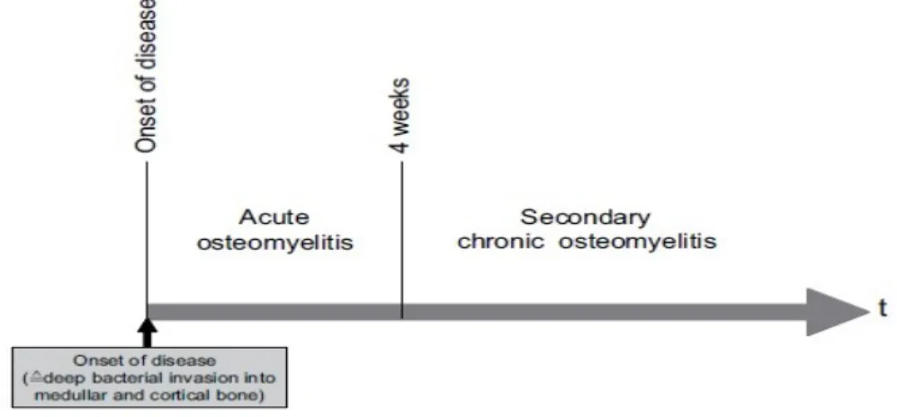 Gambar 2. Proses perjalanan ostemyelitis akut menjadi osteomyelitis kronik sekunder.