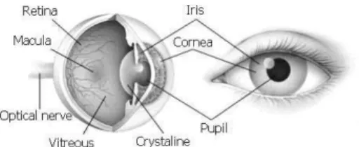 Gambar 2.1 Anatomi mata dan contoh iris mata  Keuntungan  dari  pemakaian  iris  untuk  sistem  identifikasi  yang  dapat  diandalkan  adalah [12]   sebagai  berikut