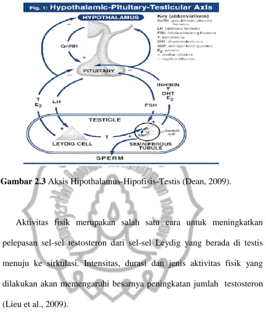 Gambar 2.3 Aksis Hipothalamus-Hipofisis-Testis (Dean, 2009). 